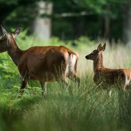 Maison Au Milieu Des Bois Et Des Animaux Jouy-le-Potier Экстерьер фото