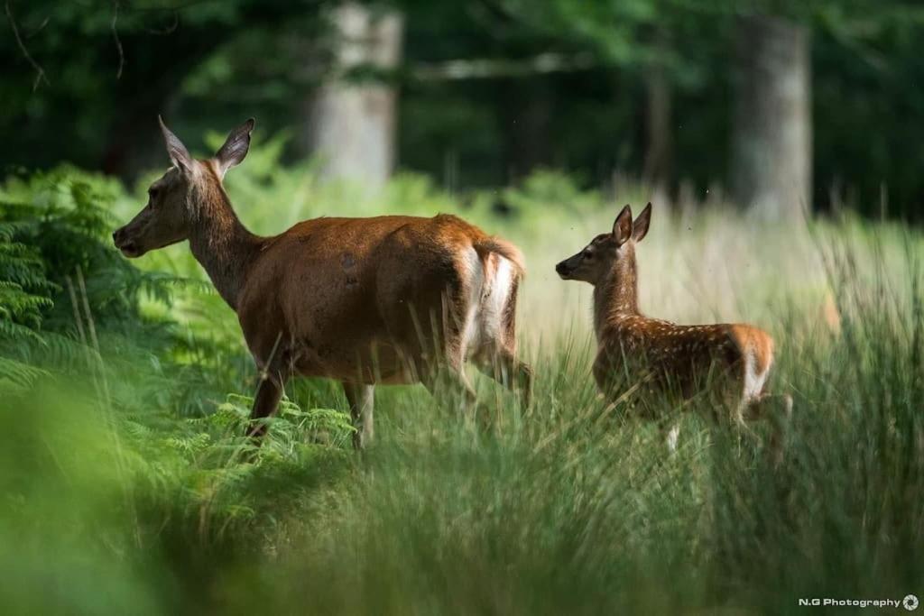 Maison Au Milieu Des Bois Et Des Animaux Jouy-le-Potier Экстерьер фото