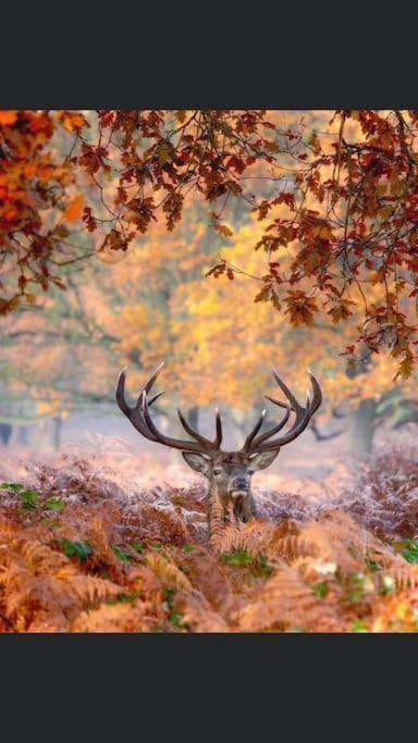 Maison Au Milieu Des Bois Et Des Animaux Jouy-le-Potier Экстерьер фото