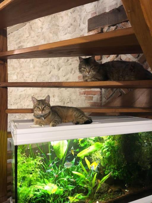 Maison Au Milieu Des Bois Et Des Animaux Jouy-le-Potier Экстерьер фото