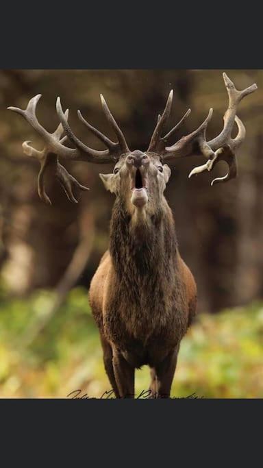 Maison Au Milieu Des Bois Et Des Animaux Jouy-le-Potier Экстерьер фото